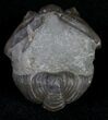 Partially Enrolled Flexicalymene Trilobite From Ohio #10872-2